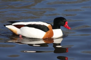 Shelduck