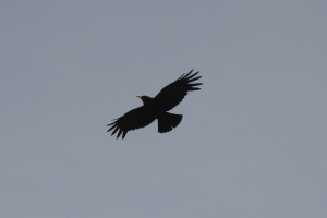 Chough in flight