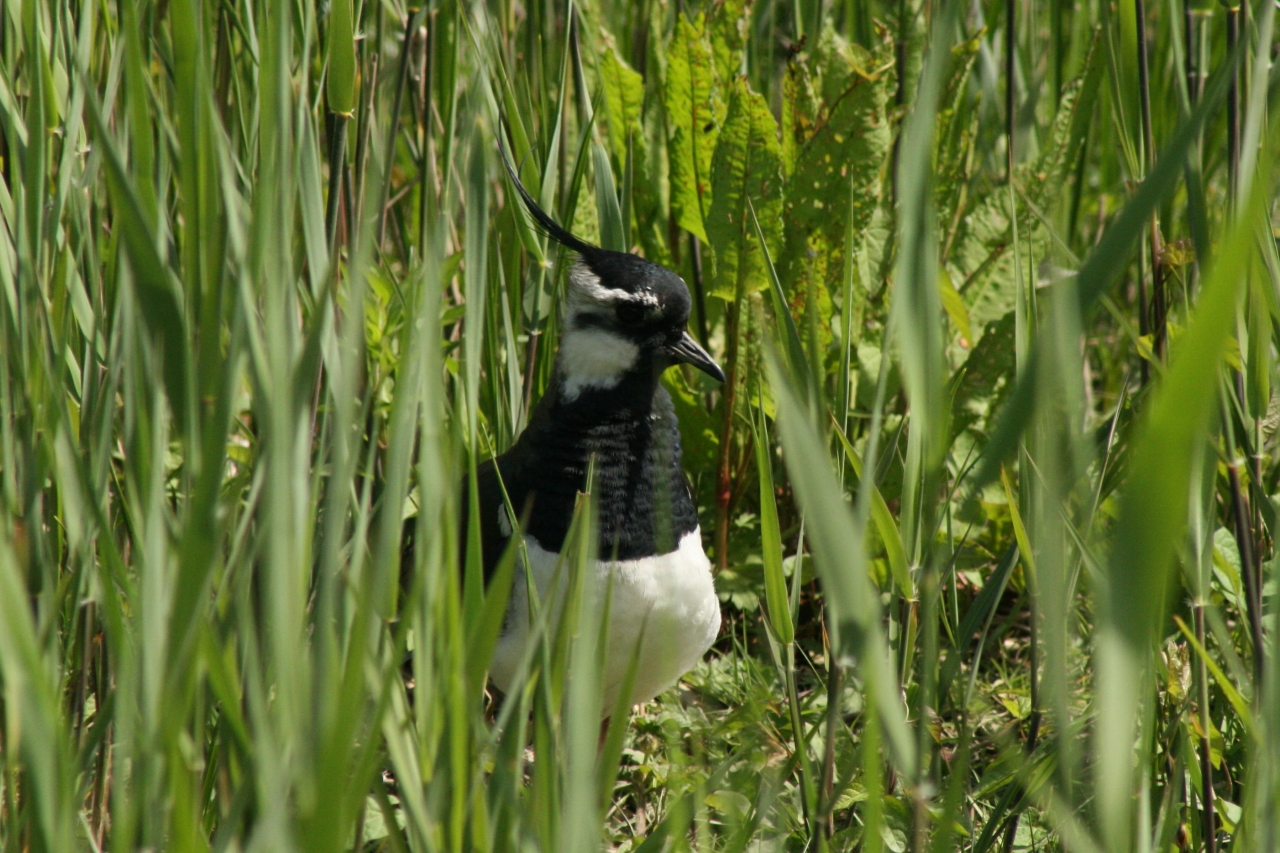 Lapwing