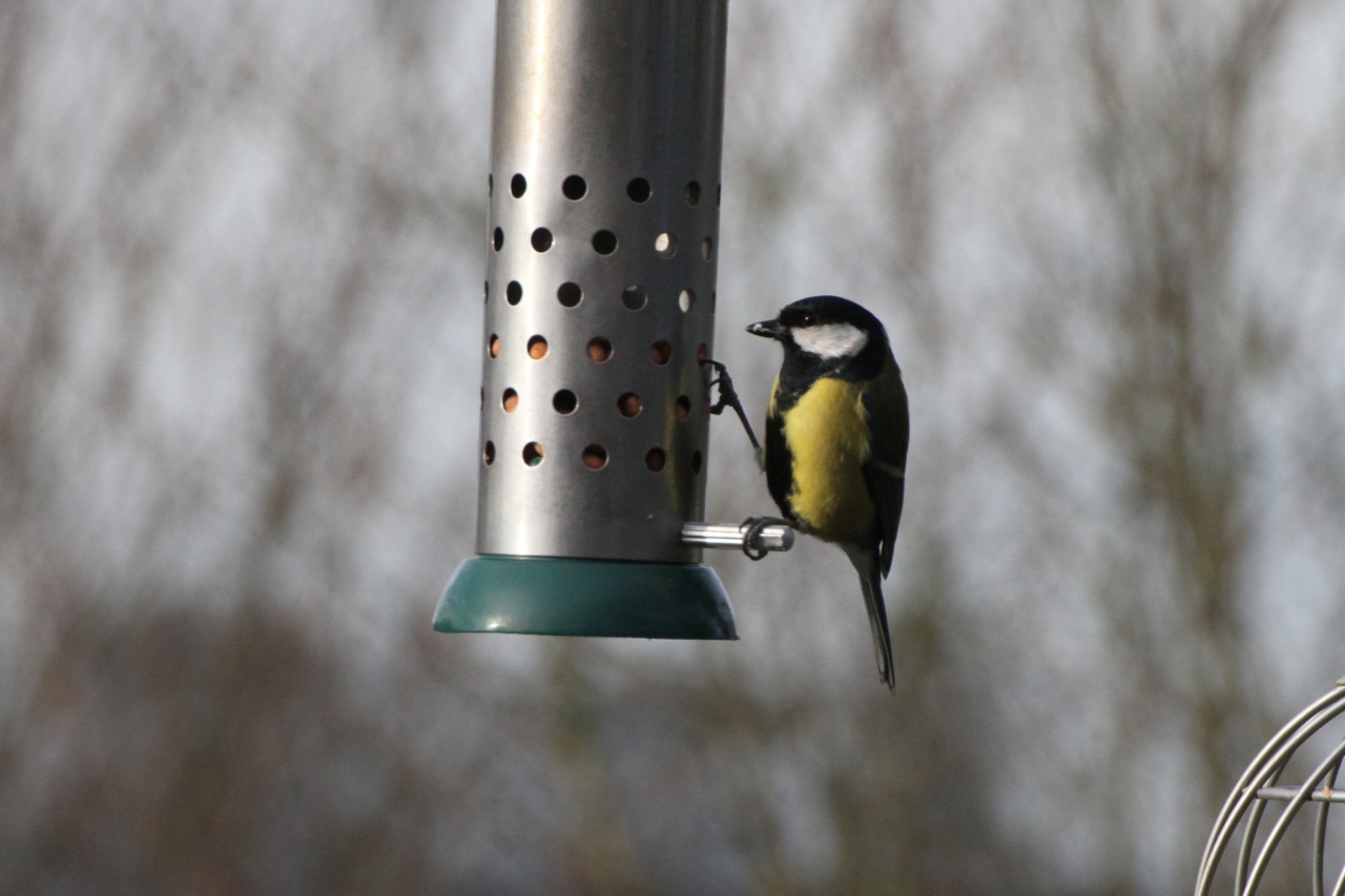 Great Tit  Great Tit