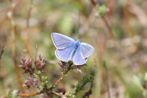 Common Blue