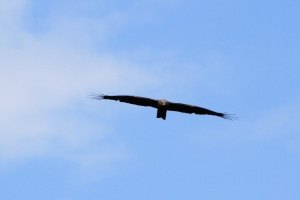 Black Kite