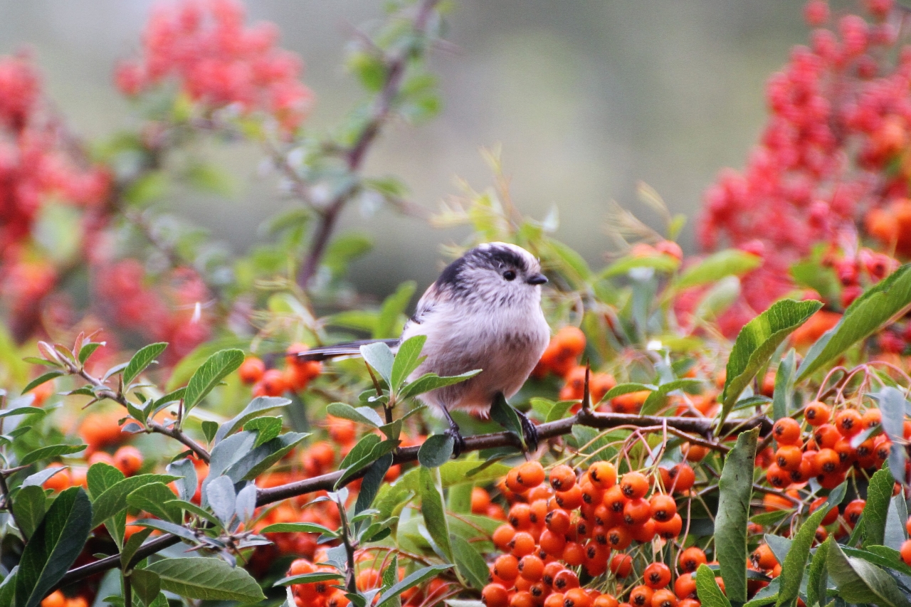Long-tailed Tit  Long-tailed Tit