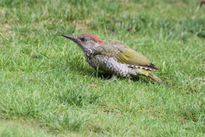 Green Woodpecker