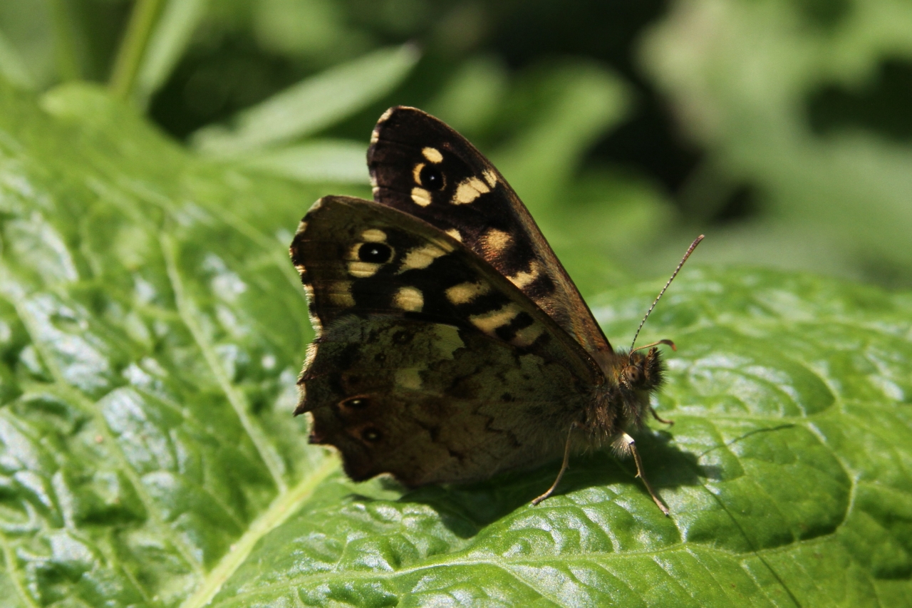 Speckled Wood  Speckled Wood