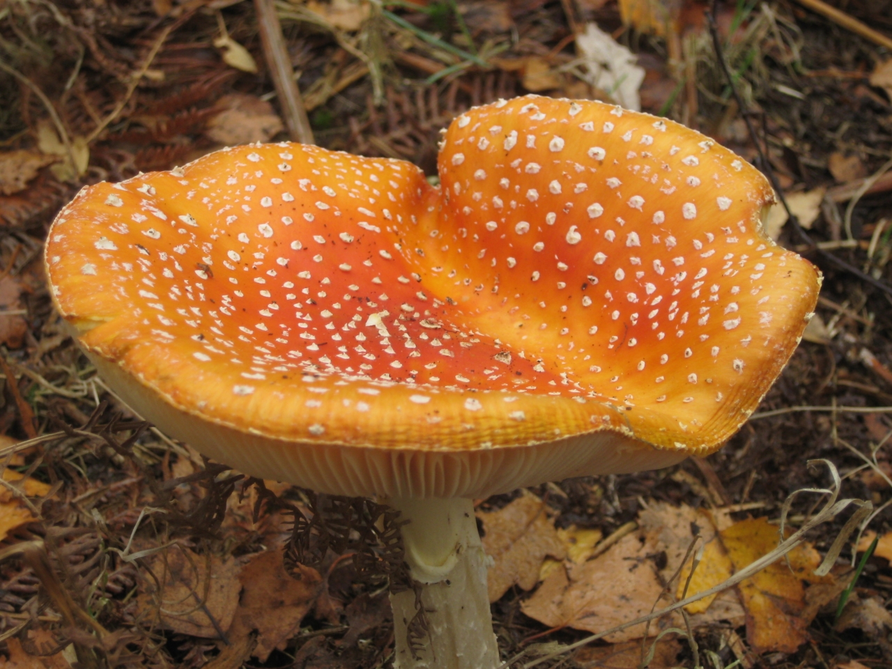 Orange Coloured Fly Agaric  Orange Coloured Fly Agaric
