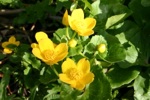 Marsh Marigold