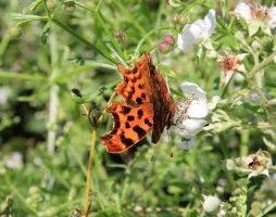 Comma