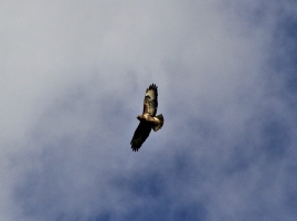 Buzzard
