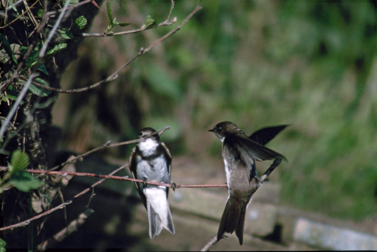 Sandmartins  Sandmartins