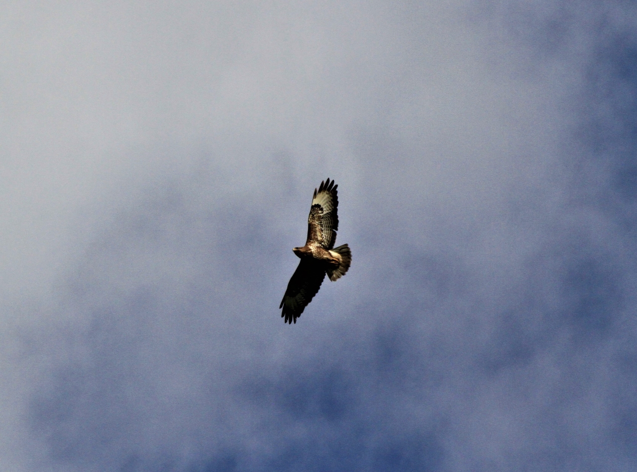 Buzzard  Buzzard