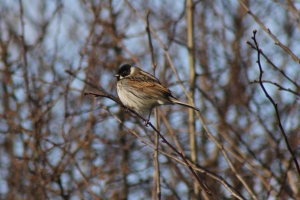 Reed Bunting