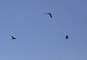 Buzzards at Hockenhull