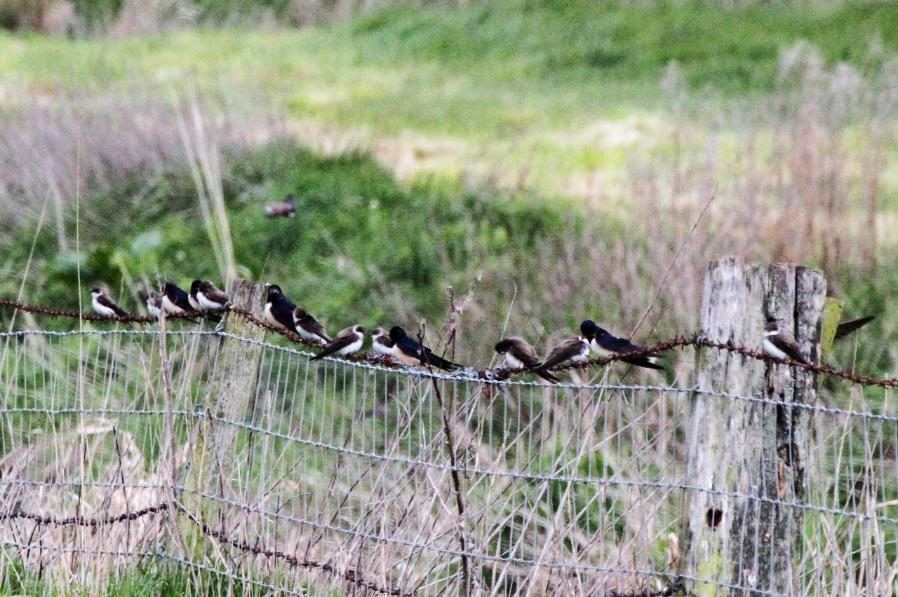 Sandmartins and Swallows  Sandmartins and Swallows