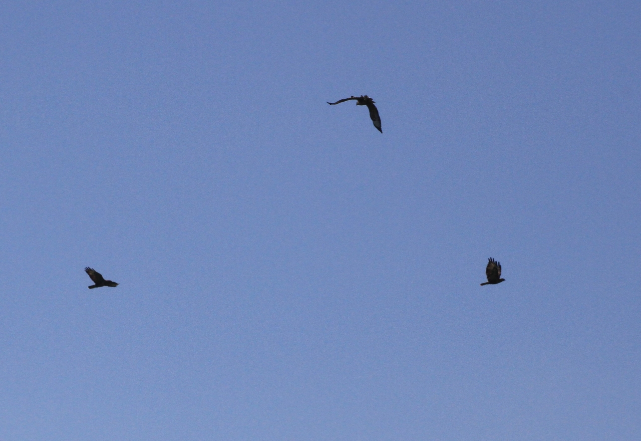 Buzzards at Hockenhull  Buzzards at Hockenhull