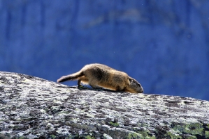 Marmot