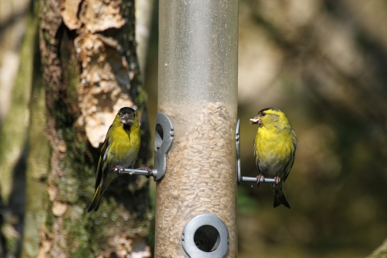 Siskin  Siskin