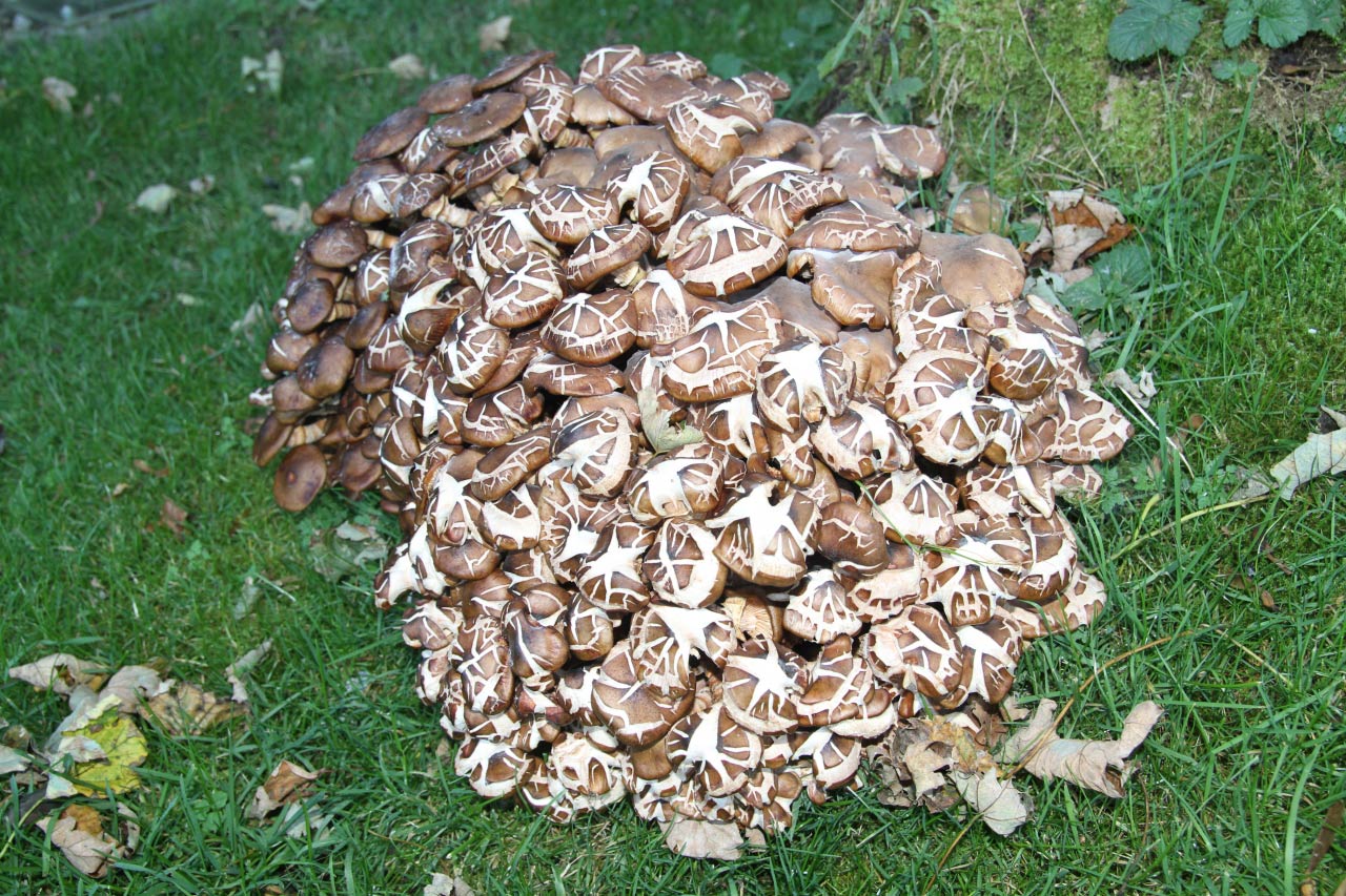 Rosy Earthstar  Rosy Earthstar