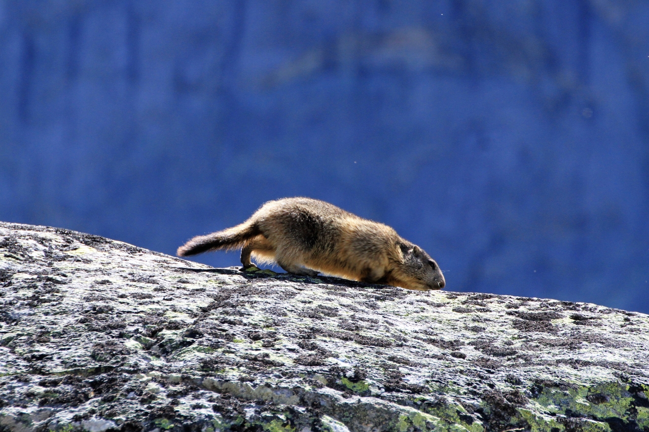 Marmot  Marmot