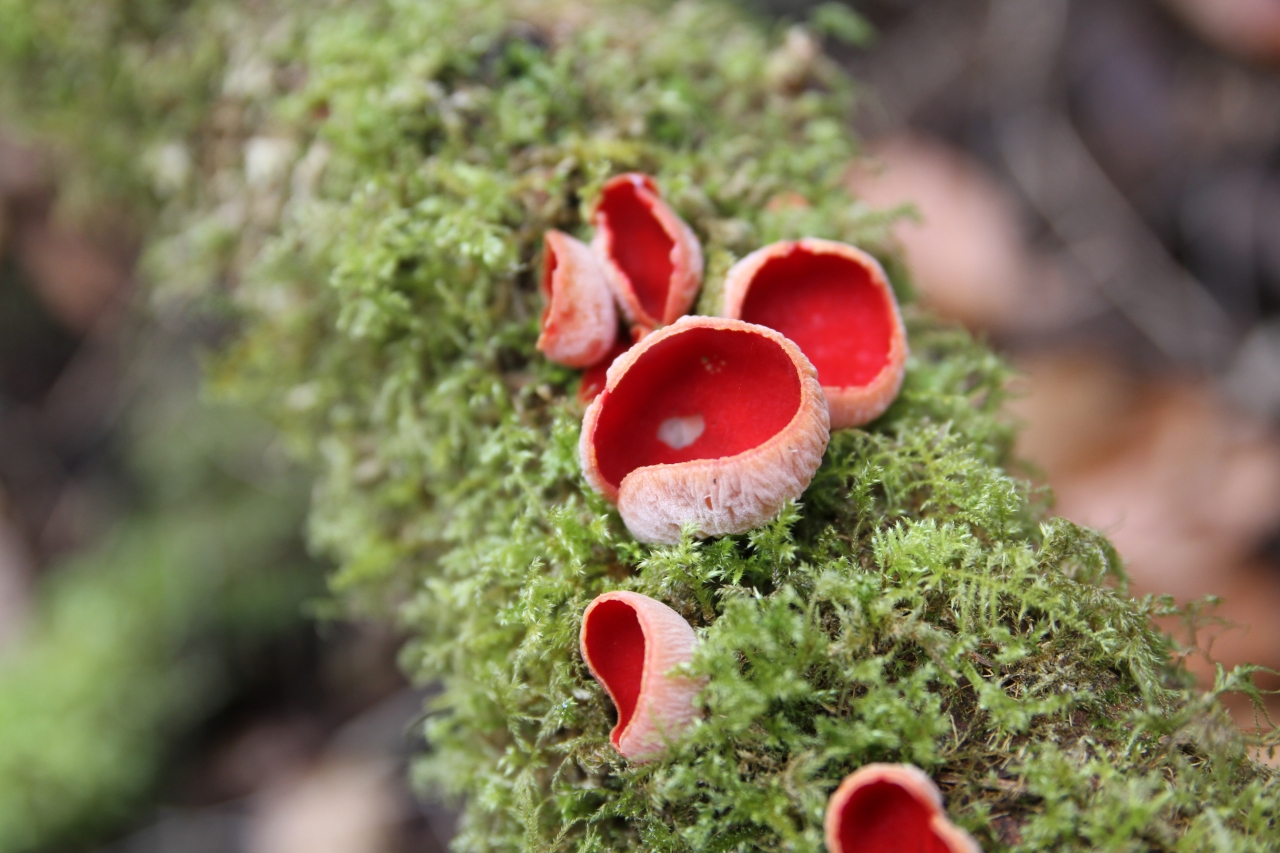 Scarlet Elf Cup  Scarlet Elf Cup