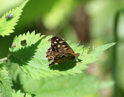 Speckled Wood