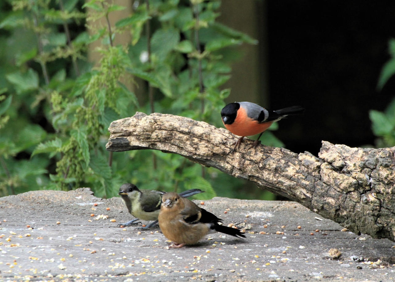Bull Finch  Bull Finch