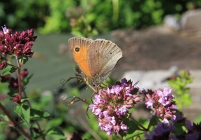 Meadow Brown