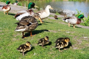 Mallards