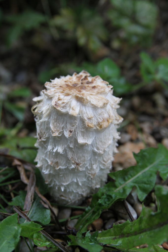 Sooty Ink Cap  Sooty Ink Cap