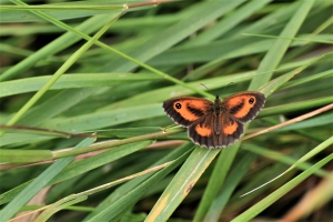 Gatekeeper