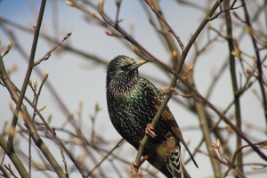 Starling
