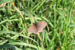 Ringlet