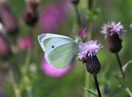 Small White