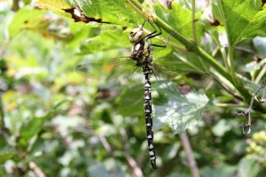Southern Hawker