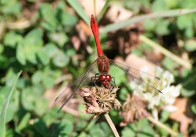 Common Darter
