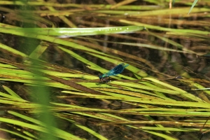 Banded Agrion