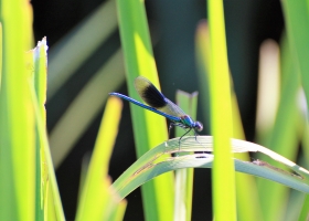 Banded Agrion m.