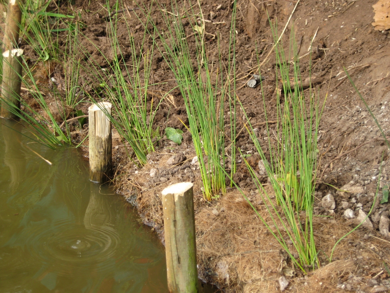 Conservation at Christleton Pit