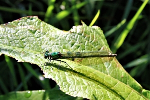 Banded Agrion f,