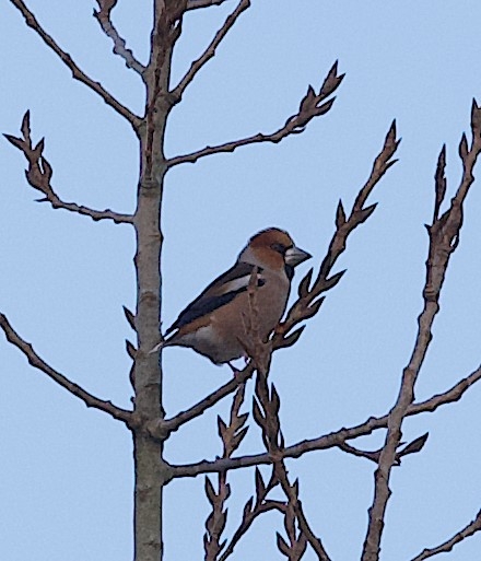Robin