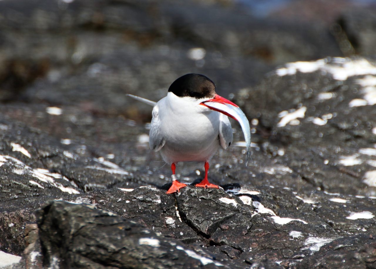 Arctic Tern with Sandeel  Arctic Tern with Sandeel