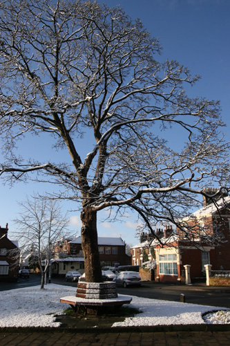 snow20