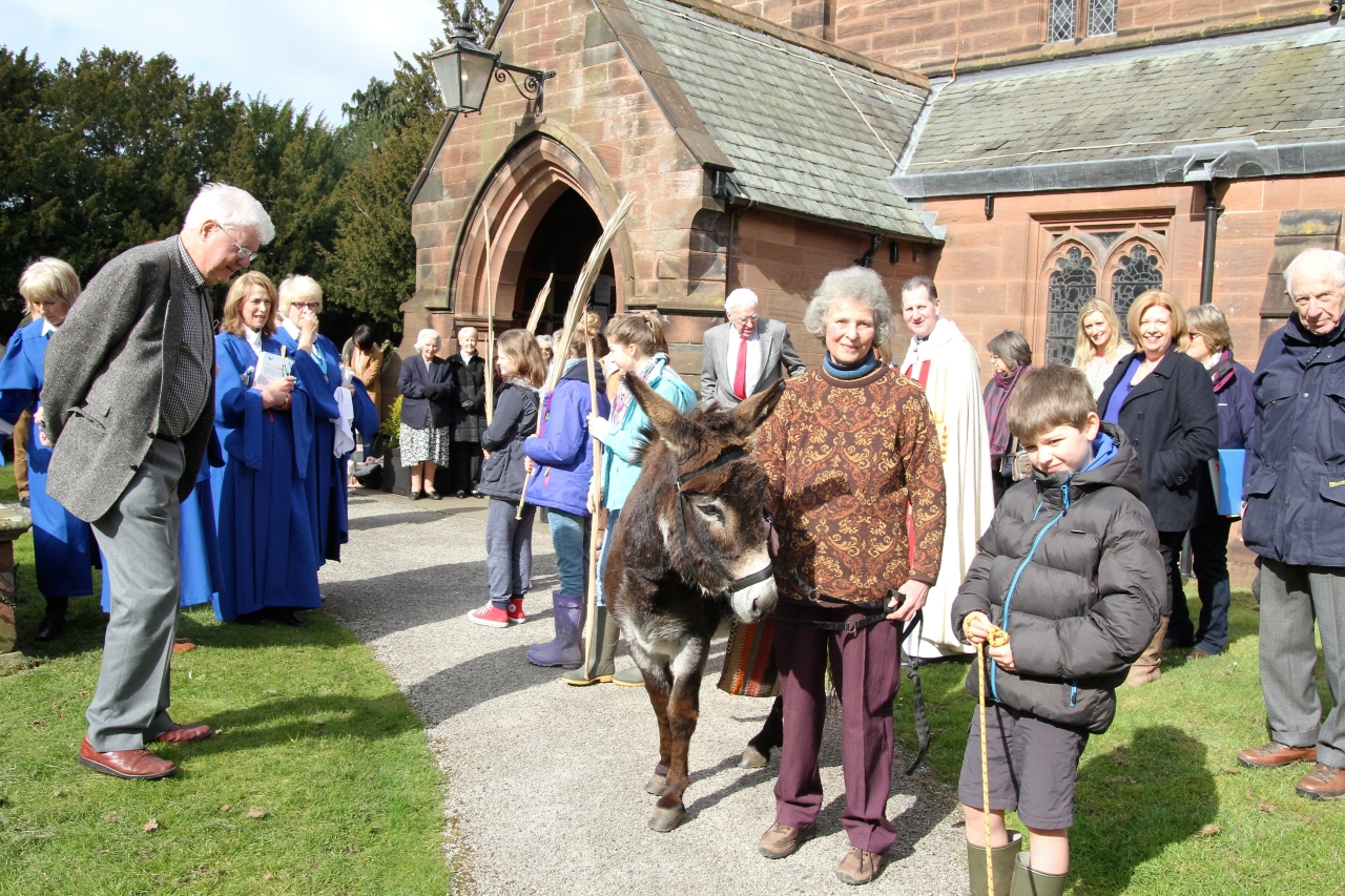 Lucius the donkey at St.James' Christleton  Lucius the donkey at St.James' Christleton