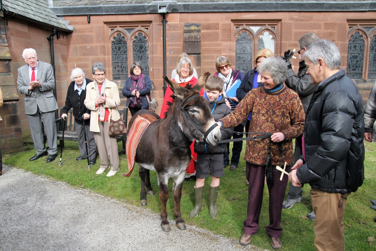 Lucius the donkey at St.James' Christleton  Lucius the donkey at St.James' Christleton