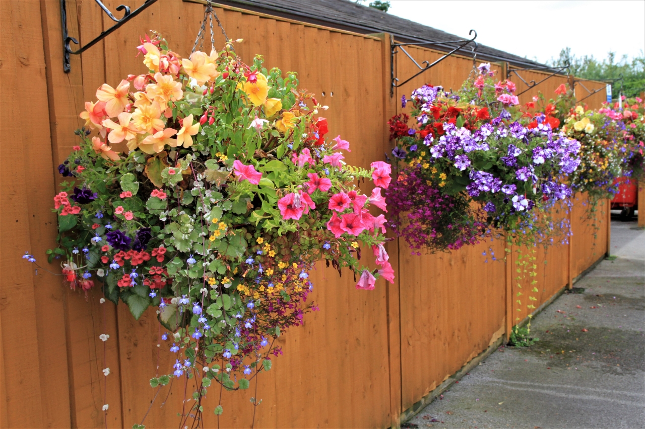 Hanging Basket Competition