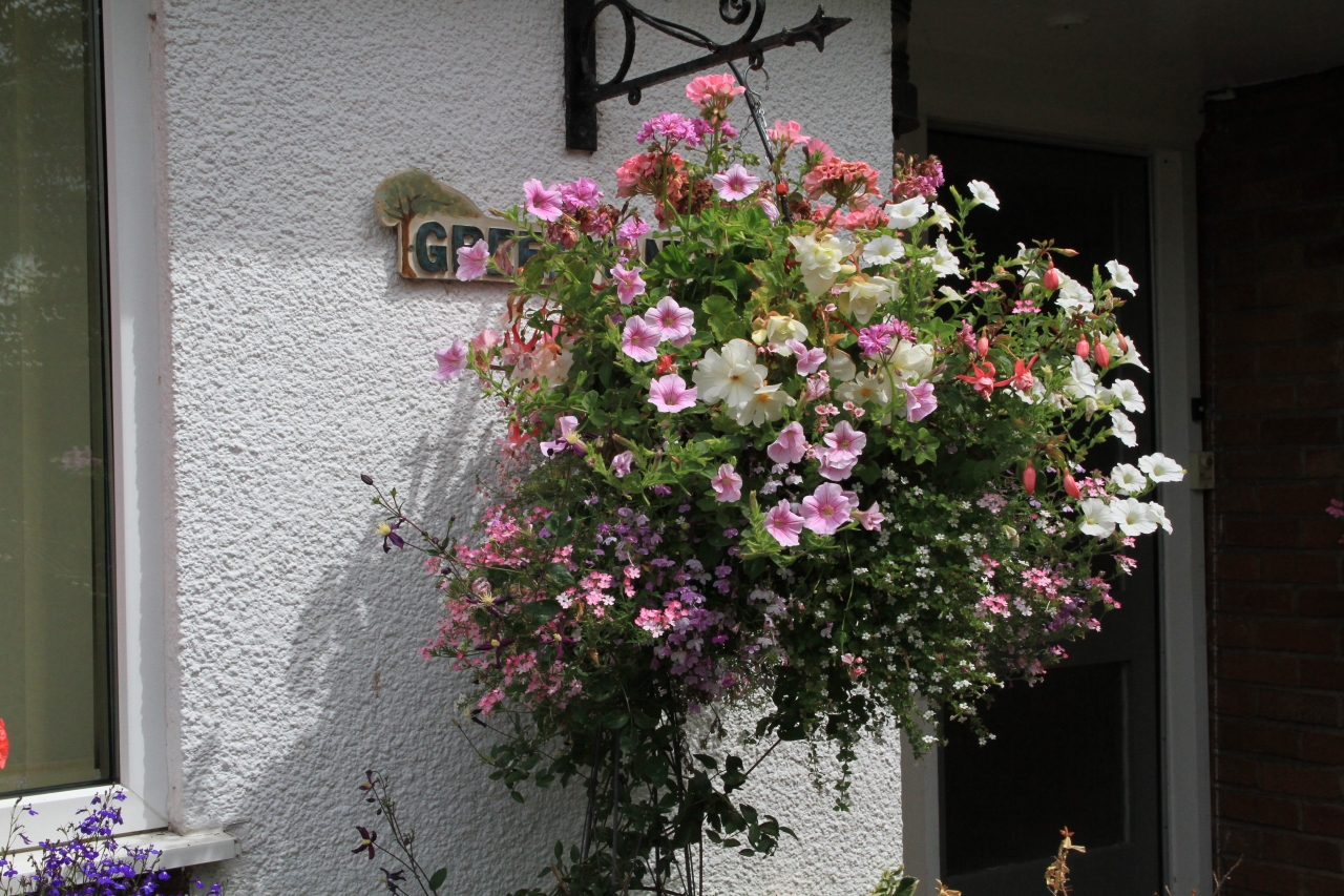 Hanging Basket Competition
