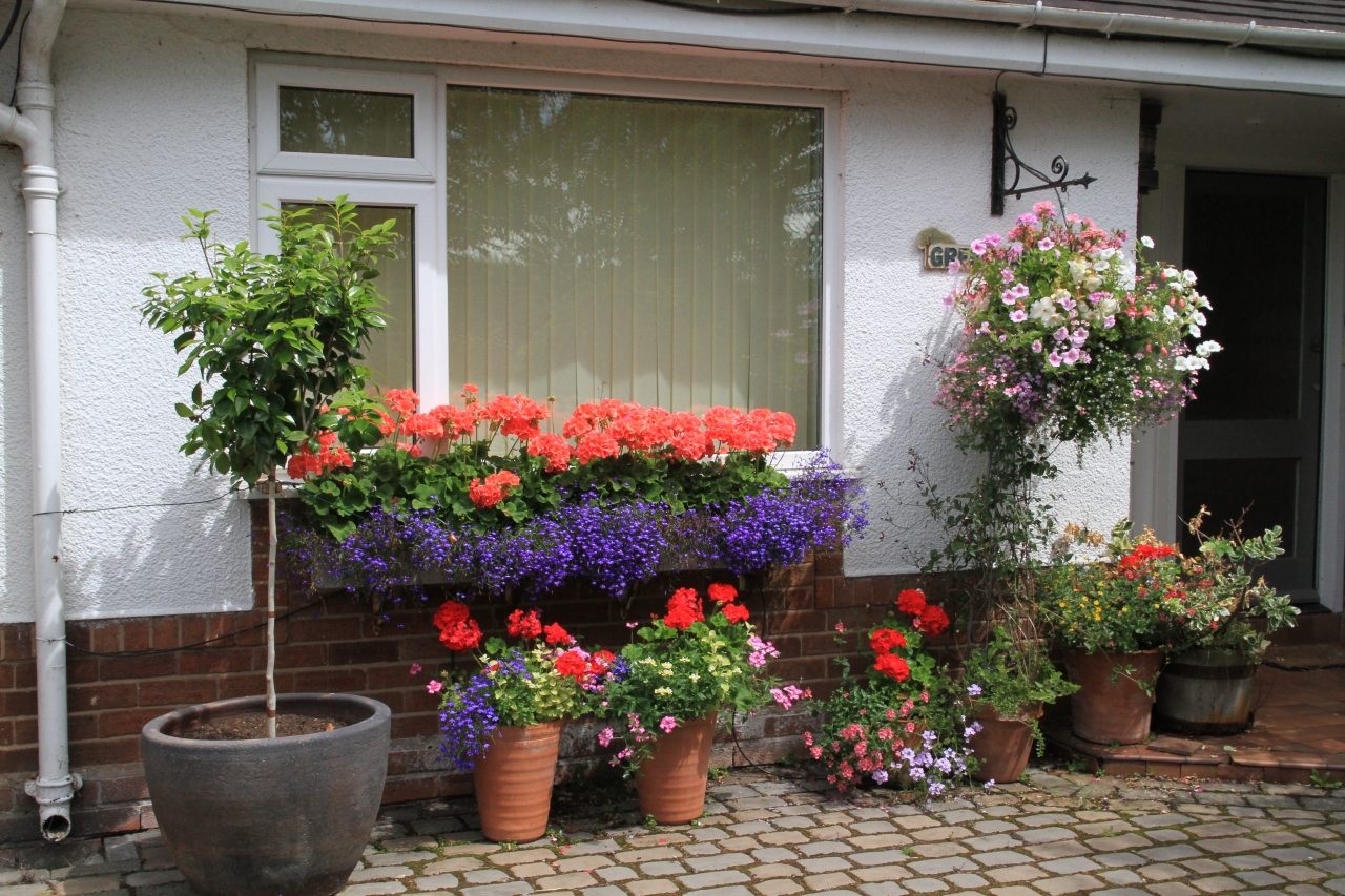 Hanging Basket Competition