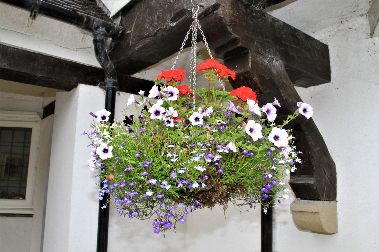 Hanging Basket Competition