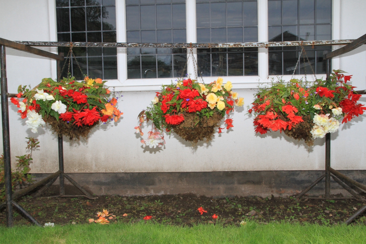 Hanging Basket Competition