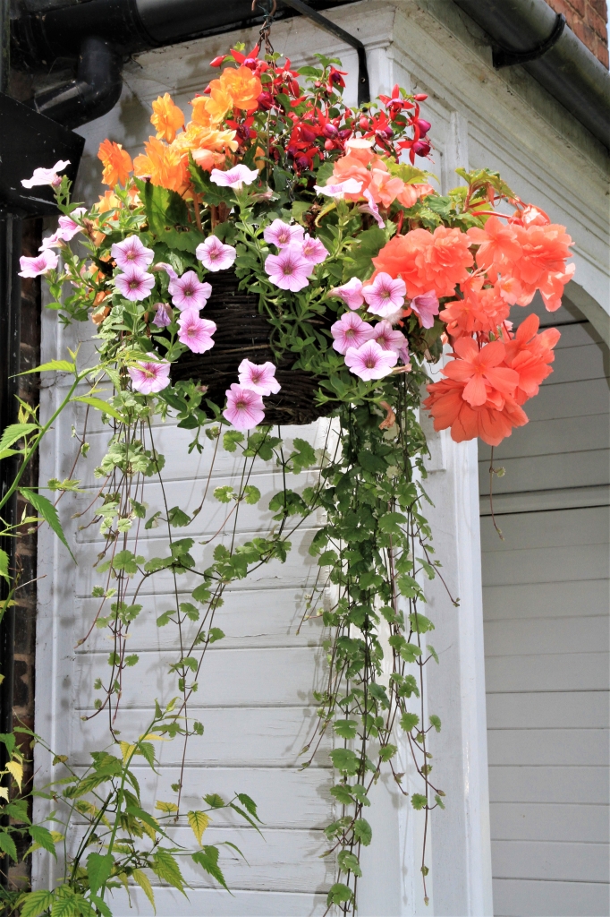 Hanging Basket Competition